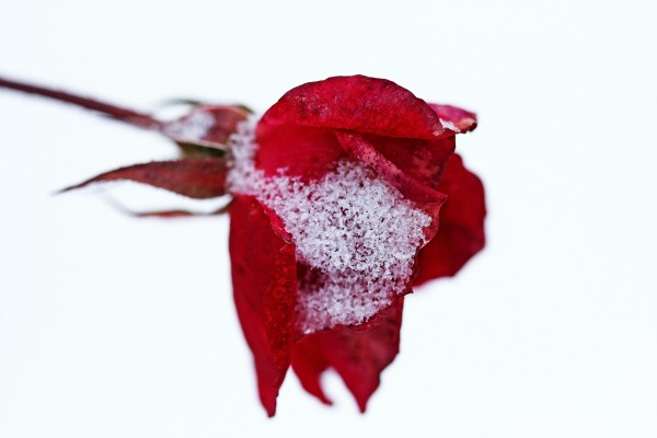 Winter Rose by Deb Oppermann